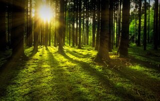 Sonne im Wald