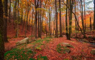 Wald im Herbst