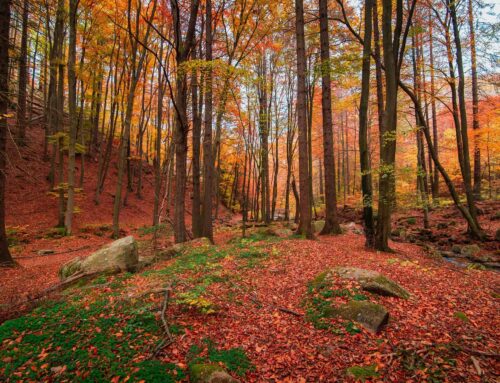 Waldbaden im Herbst