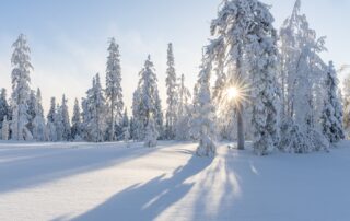 Waldbaden im Winter