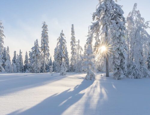 Waldbaden im Winter